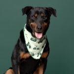 Rescatista_nuestra Tribu_Perro_Carmelo_DSC8273 copia