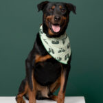 Rescatista_nuestra Tribu_Perro_Carmelo_DSC8299 copia