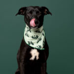 Rescatista_nuestra Tribu_Perro_Grecia_DSC8254 copia