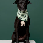 Rescatista_nuestra Tribu_Perro_Grecia_DSC8256 copia