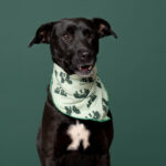 Rescatista_nuestra Tribu_Perro_Grecia_DSC8261 copia