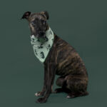 Rescatista_nuestra Tribu_Perro_Cucara_DSC0118 copia