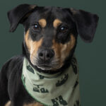 Rescatista_Beta_perrito_Batman_DSC4820 copia