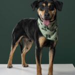 Rescatista_Beta_perrito_Batman_DSC4821 copia