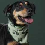 Rescatista_Beta_perrito_Batman_DSC4822 copia