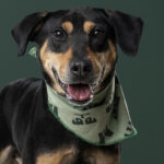 Rescatista_Beta_perrito_Batman_DSC4825 copia