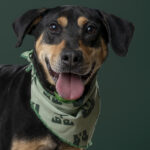 Rescatista_Beta_perrito_Batman_DSC4826 copia