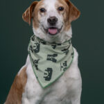 Rescatista_Beta_perrito_Pecas_DSC4829 copia