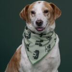 Rescatista_Beta_perrito_Pecas_DSC4830 copia