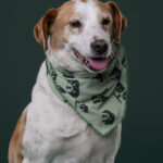 Rescatista_Beta_perrito_Pecas_DSC4831 copia