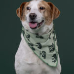 Rescatista_Beta_perrito_Pecas_DSC4836 copia