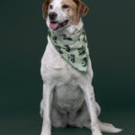 Rescatista_Beta_perrito_Pecas_DSC4837 copia