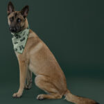 Rescatista_Luis Miranda_perrito_Tijuana_DSC4839 copia