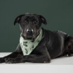 Rescatista_Roxana_perrito_negritoRescatista_nuestra tribu_perrito_negrito_DSC4002 copia