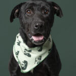 Rescatista_Roxana_perrito_negritoRescatista_nuestra tribu_perrito_negrito_DSC4050 copia