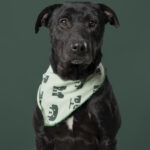 Rescatista_Roxana_perrito_negritoRescatista_nuestra tribu_perrito_negrito_DSC4057 copia